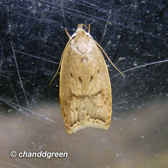 Scythropiodes