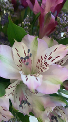 Alstroemeria aurea