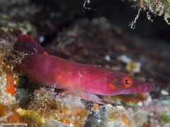 Lepadogaster candolii