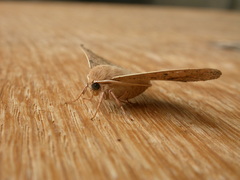 Antictenia punctunculus