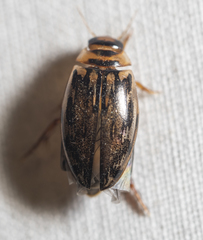 Coptotomus