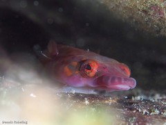 Lepadogaster candolii