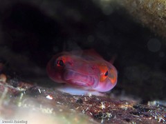 Lepadogaster candolii