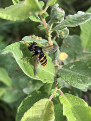 Sericomyia