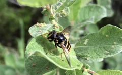 Sericomyia