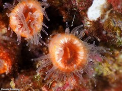 Polycyathus muellerae