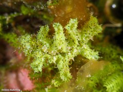 Elysia manriquei