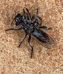 Andrenosomatini