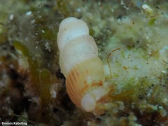 Truncatella