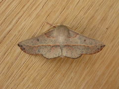 Antictenia punctunculus