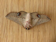 Antictenia punctunculus