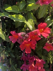 Amphilophium buccinatorium