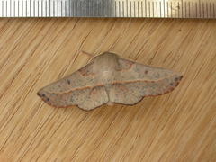 Antictenia punctunculus