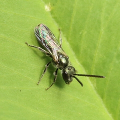 Dialictus