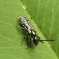 Dialictus