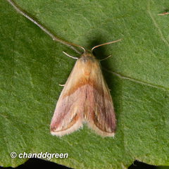 Eublemma cochylioides