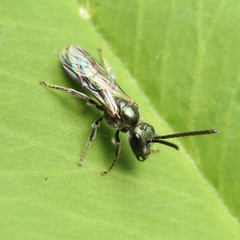 Dialictus
