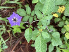 Solanum demissum