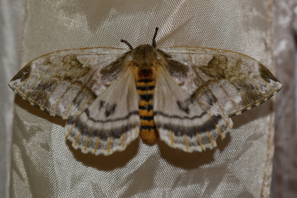 Molippa nibasa