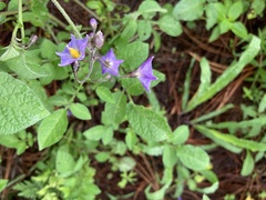 Solanum demissum