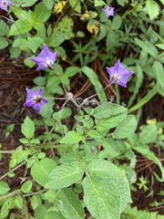 Solanum demissum