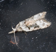Metacosmesis laxeuta