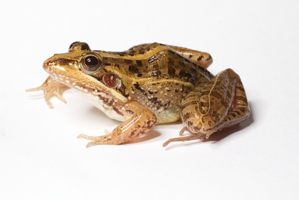 Grassland Frogs
