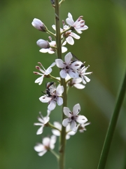 Lysimachia ephemerum