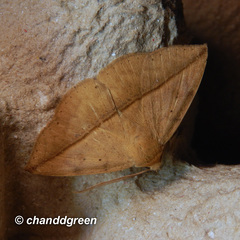 Ugia purpurea