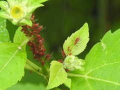 Uroleucon rudbeckiae