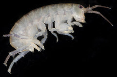 Traskorchestia traskiana