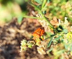 Carpocoris mediterraneus atlanticus