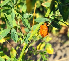 Carpocoris mediterraneus atlanticus