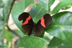 Heliconius erato hydara