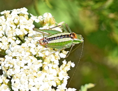 Poecilimon macedonicus