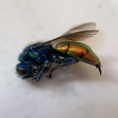 Chrysura radians