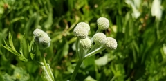 Angelica capitellata
