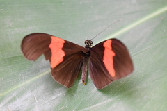 Heliconius erato hydara