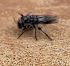 Andrenosomatini