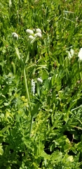 Angelica capitellata