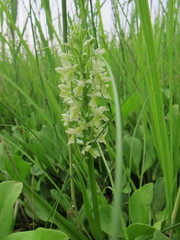 Dactylorhiza incarnata ochroleuca