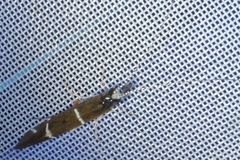 Athripsodes albifrons