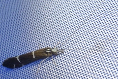 Athripsodes albifrons