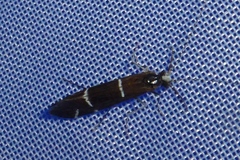 Athripsodes albifrons