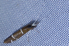 Athripsodes albifrons