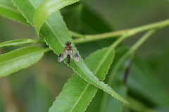 Chrysopilus nubecula