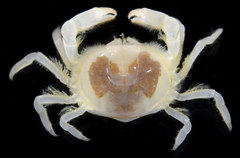 Fabia subquadrata