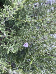 Amphithalea ericifolia