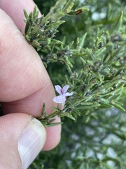 Amphithalea ericifolia