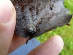 Zonitidae